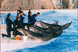 Dolphin Park in Kish Island  | HUMS